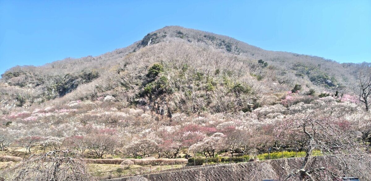 【湯河原 観光スポットレポ】幕山ハイキングコース-梅、海、幕岩、山頂…