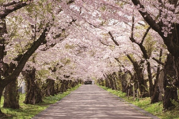 ライトアップも! 北海道北斗市で満開の桜をめぐる「北斗桜回廊」、観光に便利なふるさと納税返礼品とは?