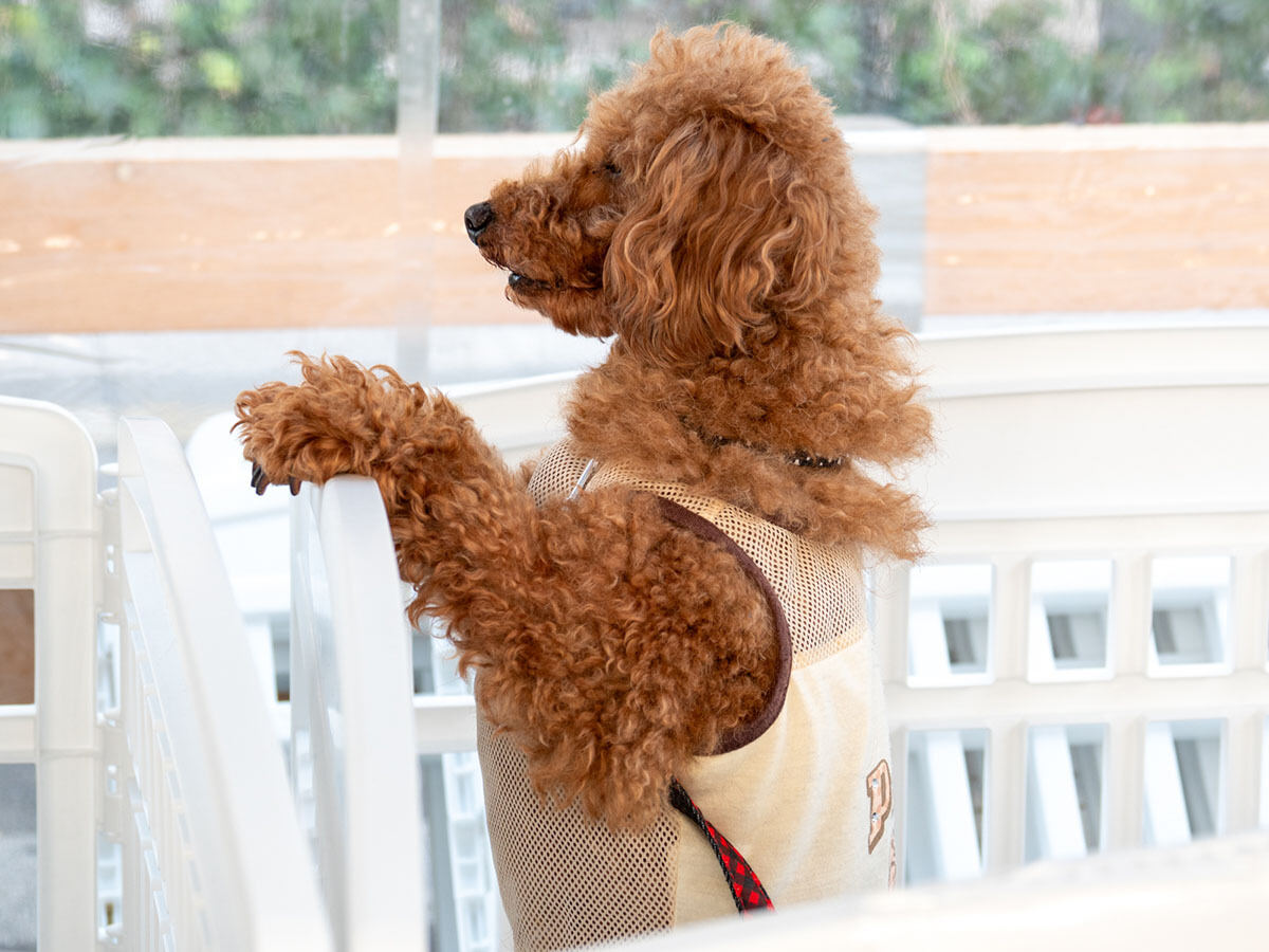 保護犬の一頭