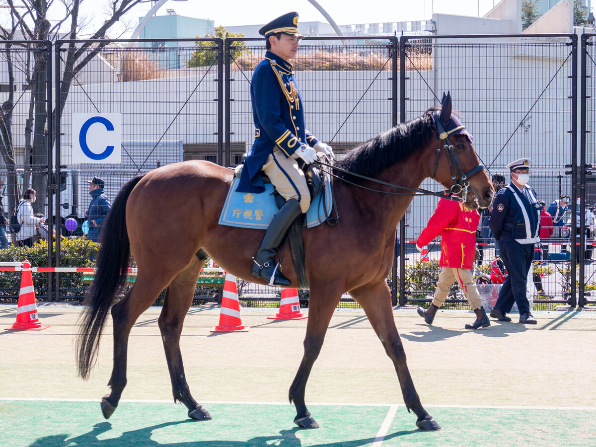 警視庁騎馬隊による乗馬体験
