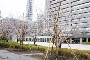 旧防衛庁の桜、東京ミッドタウンから市ヶ谷へ ― DNAを受け継ぐ苗木10本を植樹