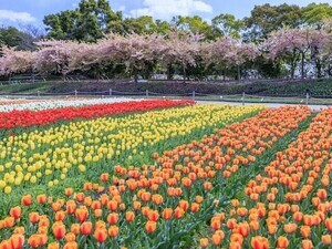三重で人気の「桜の名所」ランキング！ 「なばなの里」を抑えた1位は？