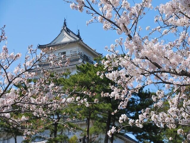 
                全国10〜70代の209人を対象に実施した「桜の名所」に関するアンケート調査結果から、長崎で人気の「桜の名所」ランキングを発表！ 2位「島原城」を抑えた1位は？
            