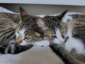 「かっ、かっこいい…」フォーメーションを組んだ猫たちが話題に!「どうなってるの…?」「とてもとても良い」の声