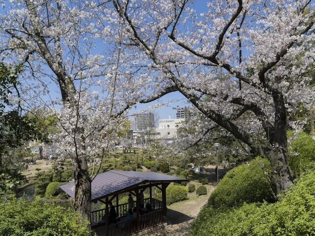 
                全国20〜70代の151人を対象に実施した「桜の名所」に関するアンケート調査結果から、愛媛で人気の「桜の名所」ランキングを発表！ 2位の「道後公園」を抑えた1位は？
            