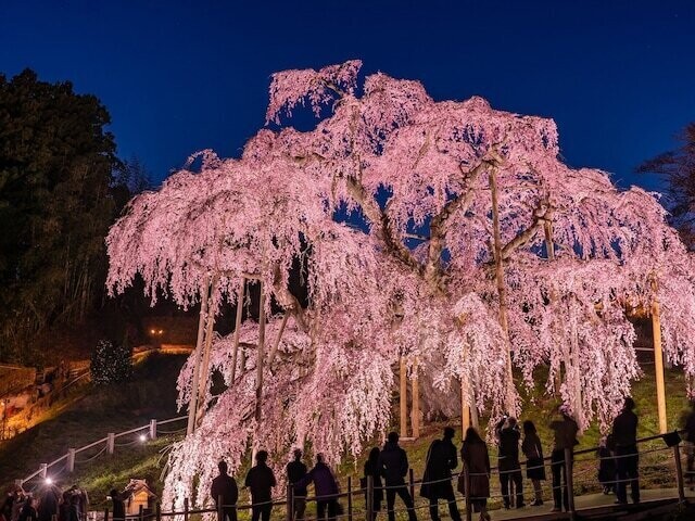 
                全国20〜70代の202人を対象に実施した「桜の名所」に関するアンケート調査結果から、福島で人気の「桜の名所」ランキングを発表！ 2位の「三春滝桜」を抑えた1位は？
            