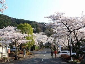 岩手で人気の「桜の名所」ランキング！ 「花巻温泉」を抑えた1位は？