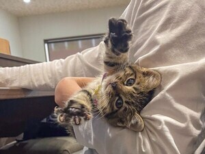 【令和の働き方!?】右手にPC、左手に子猫、夢のような環境の会社に6.3万いいね!- 「うらやまけしからん」「酷いネコハラ」の声!