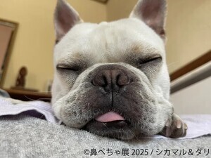 パグ・シーズーなど「鼻の短い犬種」の作品が勢ぞろい！ 大人気「鼻ぺちゃ展」が東京で開催
