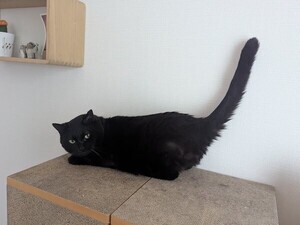 【キュン】「期待感ダダ漏れ…」撫でられ待ちポーズの猫ちゃんにみんな虜!!「その目が語ってますね」「かわいいねぇ!!!!」