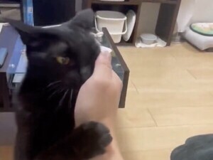 【撫でなさい】飼い主の手を手繰り寄せる猫が可愛すぎ!!「愛が強めの猫ちゃん」「あまえんぼうさん」「幸せな猫ちゃんの反応」の声