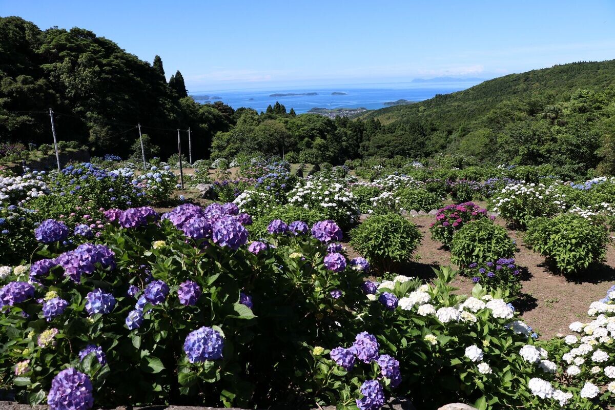 【鹿児島県阿久根市】約1,500本もの紫陽花が咲き誇る初夏の絶景、人気のふるさと納税返礼品とは?
