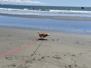 海ではしゃぐ柴犬。その美しい走りっぷりが話題に!!「良すぎるw」「綺麗なフォームだ」「かわいい、涙出た」