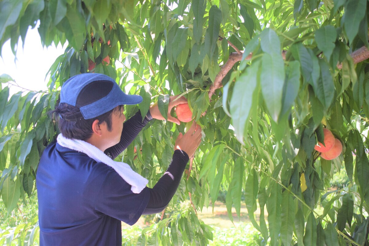 「献上桃の郷」を守りたい! 就農者減少に歯止めをかける、福島県桑折町のふるさと納税寄附金の使い道とは?