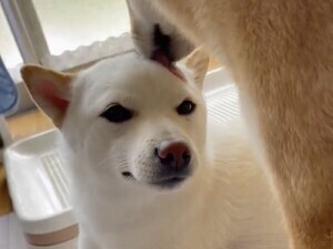 【柴犬姉妹】1歳にして“悟り”の境地!? ワンコの「大人の対応」が話題に。「悟ってる」「好きにしたまえ」