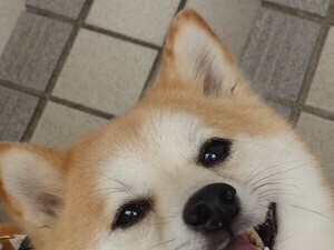 【おかえりの瞬間】柴犬の満面の笑顔が話題!「こんなの可愛すぎる」「守りたいこの笑顔」と大反響♪