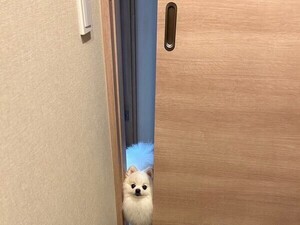 【ポメラニアン】自分のサイズを勘違い? じっと飼い主を見つめる瞳に「世界一可愛い」「癒される」と反響続出！