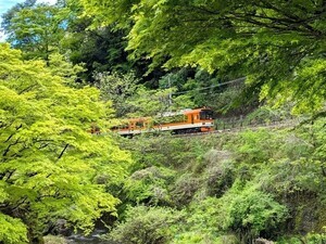 京都もみじ鉄道 連携協定の企画、「緑の京都へ。青もみじキャンペーン」開催