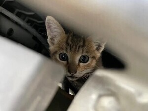 猫がエンジンルームに入り込むのは冬だけじゃない！　6月も要注意な理由とは？