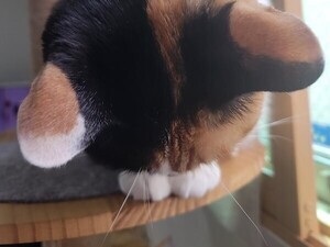 【撫でてニャ】頭を差し出す猫ちゃんが可愛すぎる!!「なんて尊い」「思わず画面撫でた」「たまらない角度」