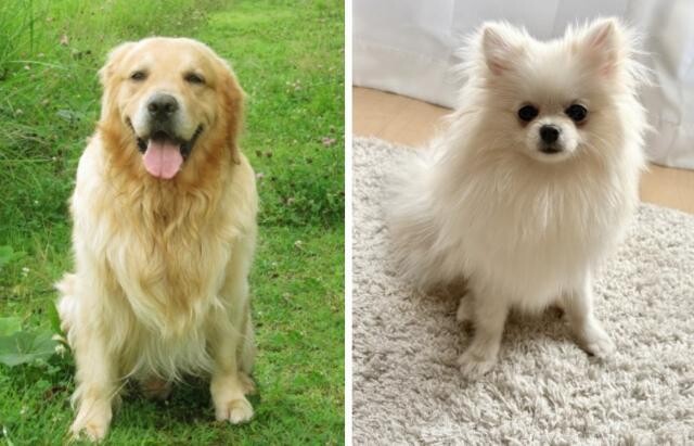 犬を飼うなら…「大型犬」or「小型犬」あなたはどっち? 投票結果を発表!