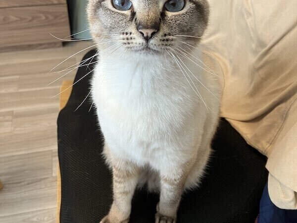 【かちこい】目を見て話を聞いてくれる猫ちゃんに「綺麗な瞳のカウンセラー」「うーん、かちこい」「りりしい」の声続出!