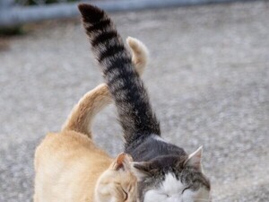え? おしゃべりしてる? 仲良しな猫ちゃんたちの写真が話題に!「最高の友達」「めちゃくちゃいい写真」