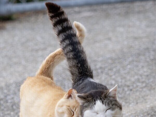 え? おしゃべりしてる? 仲良しな猫ちゃんたちの写真が話題に!「最高の友達」「めちゃくちゃいい写真」