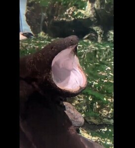 【ワァーーーー】大口開けたオオサンショウウオがXで話題 -「ドオーや!!!可愛い!!!」「違う生き物かと思った」の声
