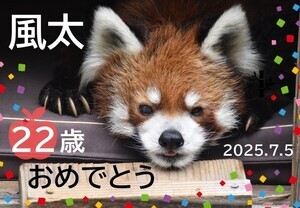 【祝】あのレッサーパンダの「風太」くんが22歳に。祝福の声集まる! - 千葉市動物公園でセレモニー開催