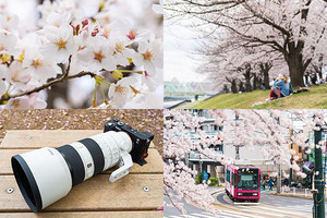 α Go Round 第9回 驚きの軽さで機動力UP! ソニー新型70-200mmレンズで桜を美しく残す