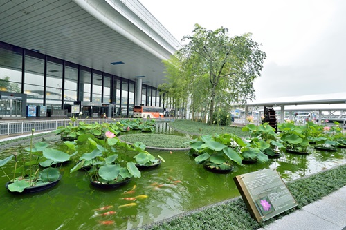 成田空港第1ターミナル前の蓮の和風庭園。ここの大賀蓮は千葉県の指定天然記念物(写真提供/成田国際空港)