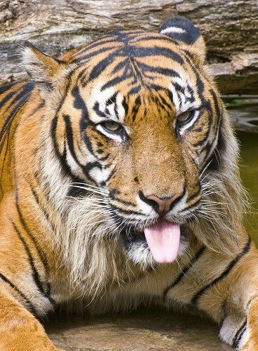 可愛いネコ科の画像集 10 ネコ科最大の動物であるトラ マイナビニュース