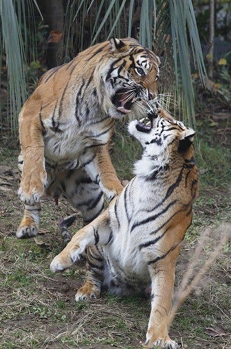 可愛いネコ科の画像集 10 ネコ科最大の動物であるトラ マイナビニュース