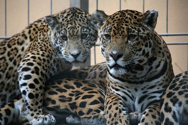 可愛いネコ科の画像集 5 このデカさがたまらない 大型ネコ ジャガー マイナビニュース