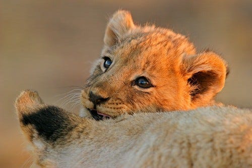 可愛いネコ科の画像集 9 王道のかっこよさ 百獣の王ライオン マイ