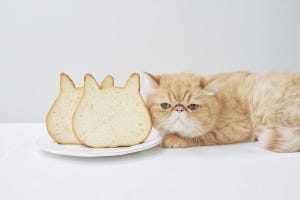 SNSで話題の"バズるグルメ" 第34回 猫好きは必食! 「#ねこねこ食パン」