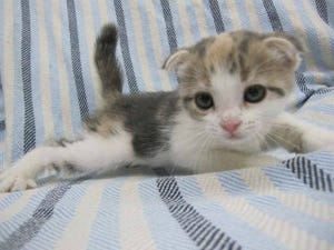 この猫はどんな猫!?　猫種を学んでみよう 第9回 折れた耳を持つまんまる猫　-スコティッシュフォールド