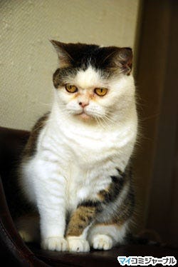 ネコ好きライターがゆく あのネコに逢いたい 4 不思議顔の猫 まこちゃん 誕生のひみつ マイナビニュース