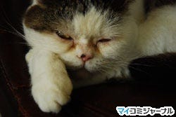 ネコ好きライターがゆく あのネコに逢いたい 4 不思議顔の猫 まこちゃん 誕生のひみつ マイナビニュース