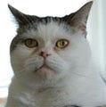 ネコ好きライターがゆく「あのネコに逢いたい!」 第4回 不思議顔の猫「まこちゃん」誕生のひみつ