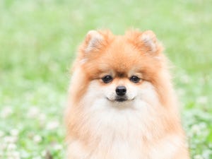 犬種クイズ 第1回 丸い大きな目に、ふわふわな毛並みが特徴な犬は……?