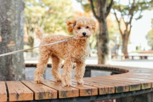 犬種クイズ 第11回 社交的な性格で、カールした毛がチャーミングな犬! この犬種は?