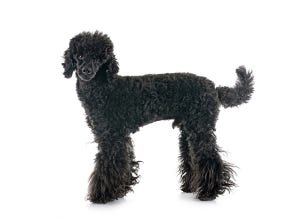 犬種クイズ 第15回 もふもふの毛が美しい!フランスの国犬でもある優雅なこの犬種は?