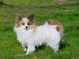 犬種クイズ 第8回 マリー・アントワネットも愛した、茶色と白色の毛が特徴の犬! この犬種は?