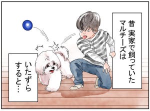 犬種あるある 第10回 【漫画】賢いので、いたずらすると…… - マルチーズ編