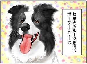 犬種あるある 第12回 【漫画】足が速い犬種だからこそやる行動?! - ボーダー・コリー編