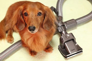 犬と家電とmacな日々 1 ダイソンの掃除機で愛犬をブラッシング ペットグルーミングツール その1 マイナビニュース