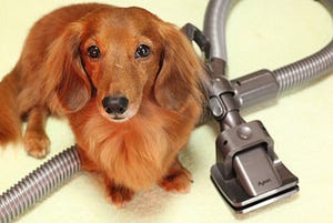 犬と家電とMacな日々 第1回 ダイソンの掃除機で愛犬をブラッシング? ペットグルーミングツール - その1
