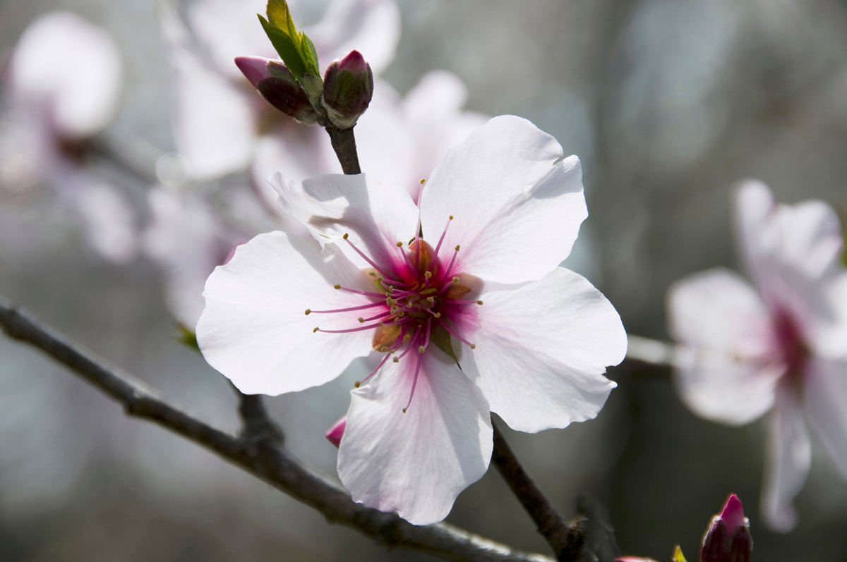 それもバラ科 リンゴに桜に桃に梅 意外と種類豊富なバラ科の植物たち どこでもサイエンス 94 マイナビニュース